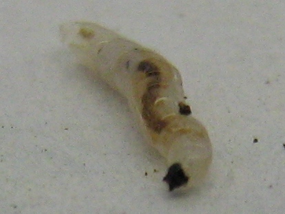 Личинки грибного комарика на рассаде Вербены